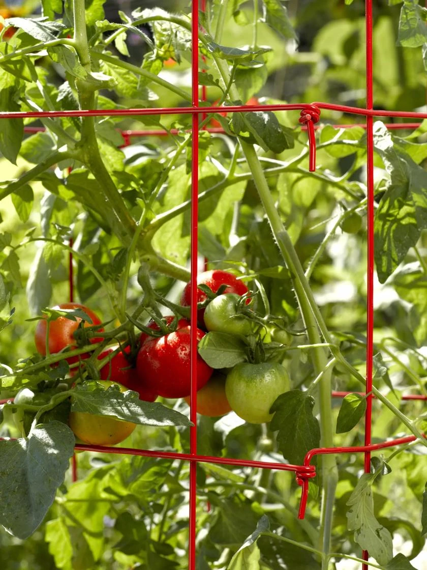 Tomato Cages, Set Of 4 3 Tomato Cages, Set Of 4 - Image 3