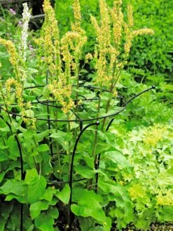 Essex Plant Supports -Yard Tool Store 37423 200 tif