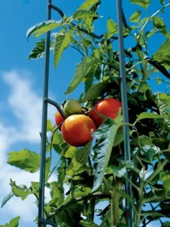Tomato Ladders, Set Of 3 -Yard Tool Store 38184 003E tif
