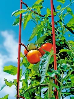 Tomato Ladders, Set Of 3 -Yard Tool Store 38185 003E tif