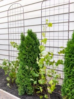 Jardin Flower Trellis 5 Jardin Flower Trellis -Yard Tool Store 38689 6002 tif