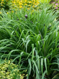 Jardin Bird Cage Support, 26" -Yard Tool Store 39 521 0073 tif