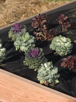 Easy-Plant Weed Block Mulch -Yard Tool Store 40356 219 tif