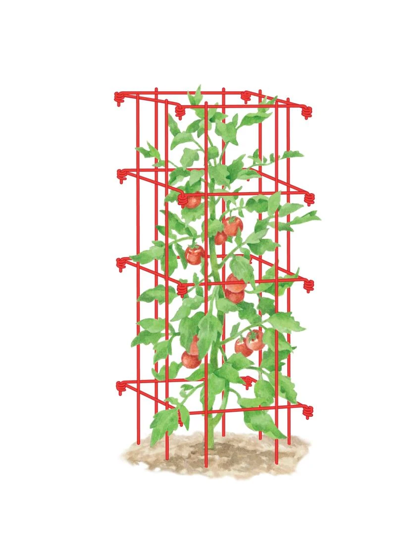 Tomato Cage, Single 1 Tomato Cage, Single