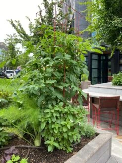 Tomato Towers, Set Of 2 -Yard Tool Store 8587041 01IN tif