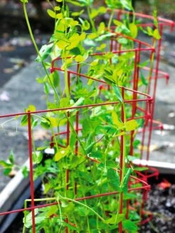Expandable Pea Trellis 6 Expandable Pea Trellis -Yard Tool Store 8587061 100 tif