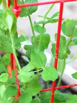 Tall Expandable Pea Trellis -Yard Tool Store 8587061 101 tif