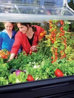 Canopia® By Palram Plant Inn™ Raised Bed Greenhouse, 4' X 4' 27 Canopia® By Palram Plant Inn™ Raised Bed Greenhouse, 4' X 4' -Yard Tool Store 8588308 03V tif