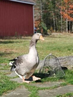 Chicken Wire Cloche -Yard Tool Store 8590210 01IN tif