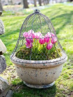 Chicken Wire Cloche -Yard Tool Store 8590210 021 tif