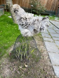 Chicken Wire Cloche -Yard Tool Store 8590210 02CUST tif