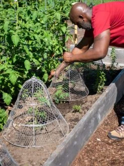 Chicken Wire Cloche With Extension -Yard Tool Store 8590210 0442 tif