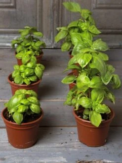 Organic Self-Watering Potting Mix, 20 Qts. -Yard Tool Store 8592212 3979 001E tif 1