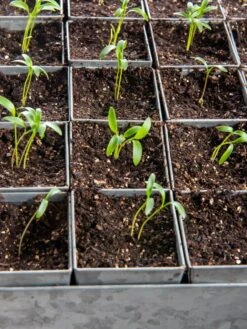 Seed Starting Mix, 9 Qts. -Yard Tool Store 8592212 6177