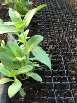 Cat Scat Mat -Yard Tool Store 8592448 03CUST tif