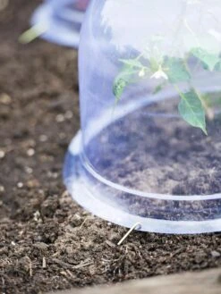 Medium Garden Cloches, Set Of 6 -Yard Tool Store 8593985 9441 tif