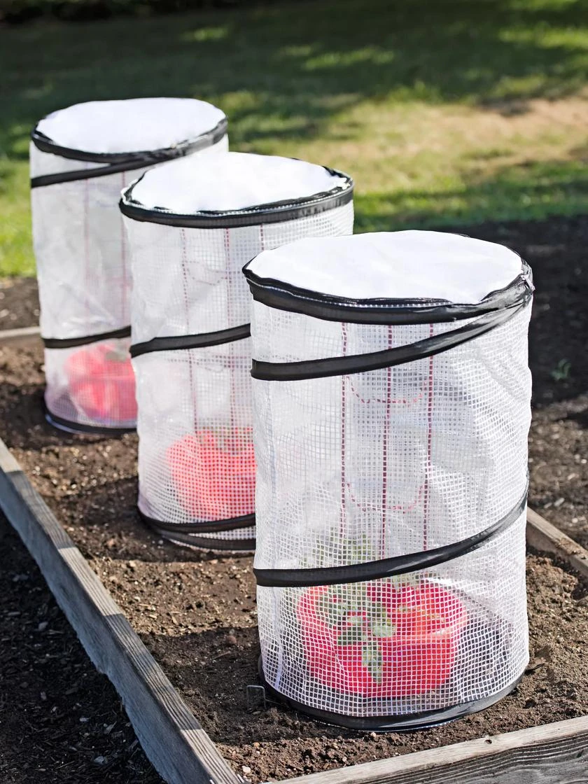 Tomato TLC Kits, Set Of 3 1 Tomato TLC Kits, Set Of 3