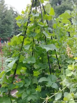 Titan Teepee Trellis 9 Titan Teepee Trellis -Yard Tool Store 8595757 01EMP tif