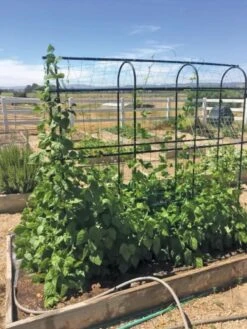 Titan Pea Tunnel 8 Titan Pea Tunnel -Yard Tool Store 8596275 01CUST tif