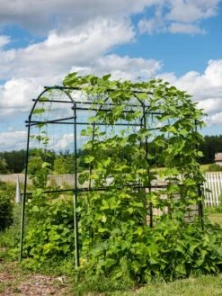 Titan Squash Tunnel 13 Titan Squash Tunnel -Yard Tool Store 8596276 0133 tif