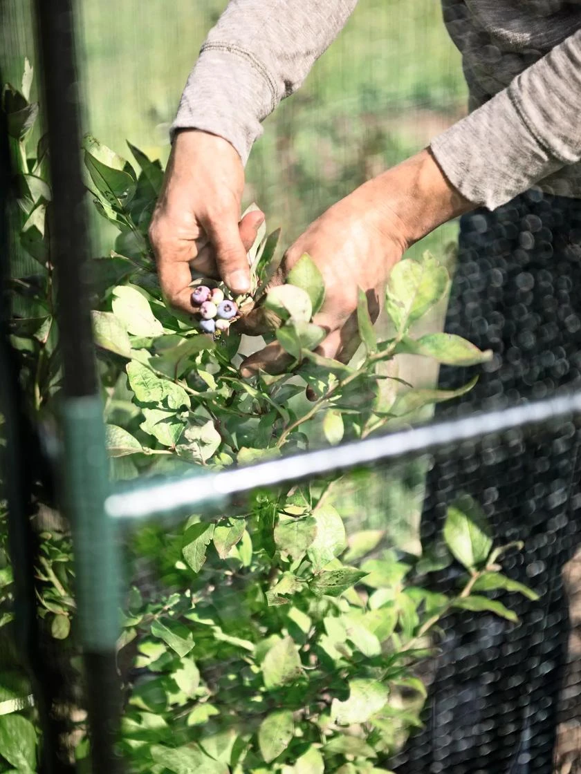Crop Cage, 4' X 4' 2 Crop Cage, 4' X 4' - Image 2