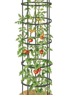 Titan Tall Tomato Cages, Set Of 3 9 Titan Tall Tomato Cages, Set Of 3 -Yard Tool Store 8599860 0002 art tif