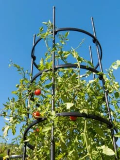 Titan Tall Tomato Cages, Set Of 3 8 Titan Tall Tomato Cages, Set Of 3 -Yard Tool Store 8599860 0066 tif