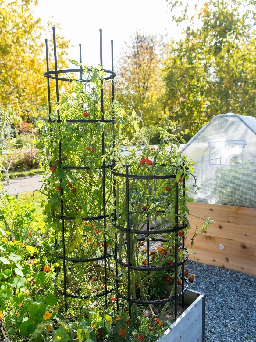 Titan Tomato Cages, Set Of 3 2 Titan Tomato Cages, Set Of 3 - Image 2