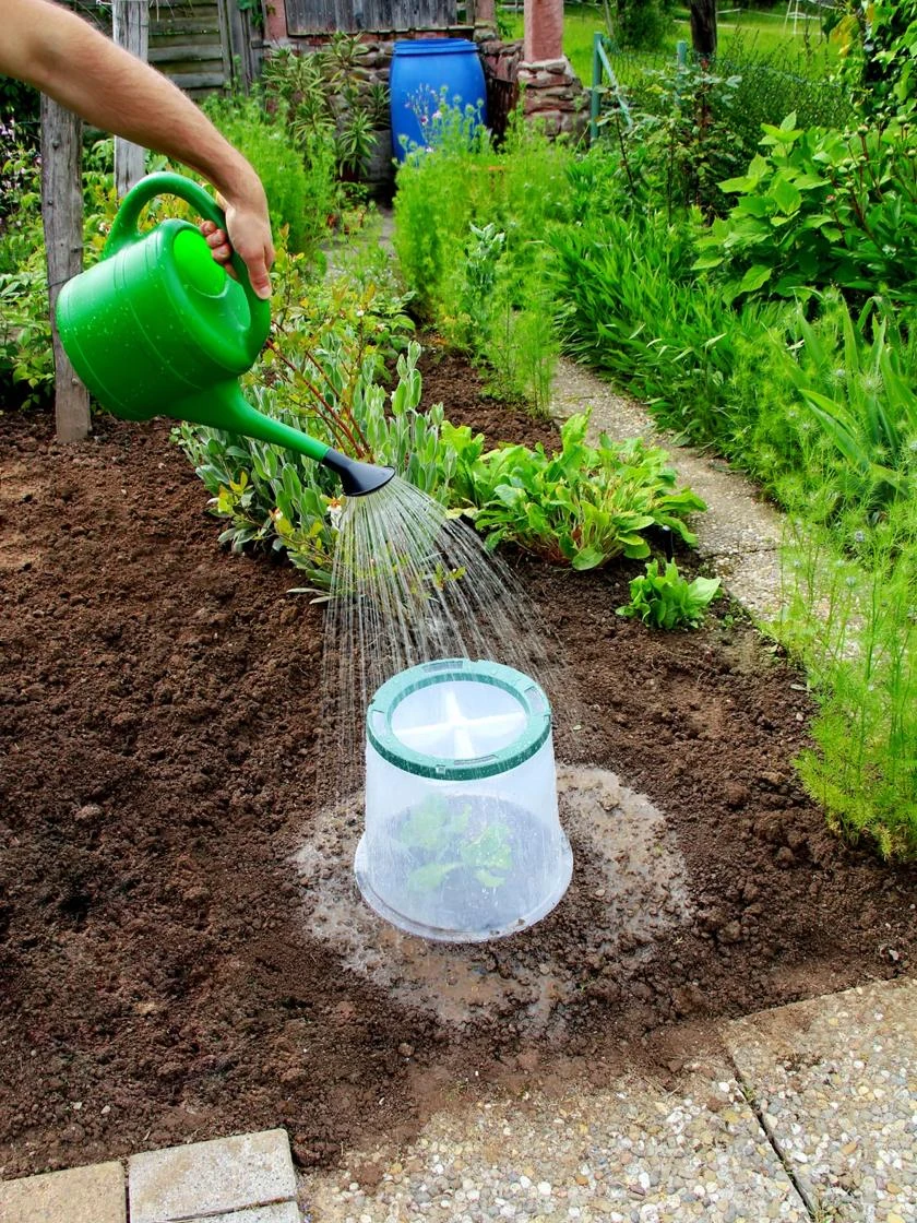 Sunny Forcing Cloches, Set Of 3 1 Sunny Forcing Cloches, Set Of 3