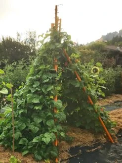 Annabel Tipi Trellis -Yard Tool Store 8600521 02V tif