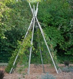 Annabel Tipi Trellis -Yard Tool Store 8600521 06V tif