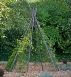 Annabel Tipi Trellis -Yard Tool Store 8600521 07V jpg
