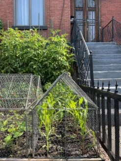 Chicken Wire Crop Coop -Yard Tool Store 8609080 02CUST tif