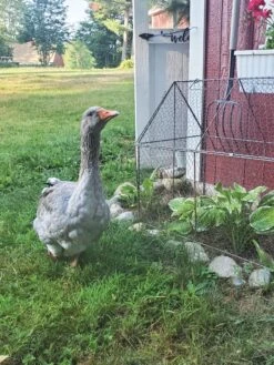 Chicken Wire Crop Coop -Yard Tool Store 8609080 02IN tif