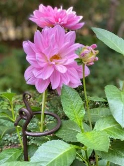 Arden Single Stem Supports, Set Of 2 -Yard Tool Store 8610375 5703 tif