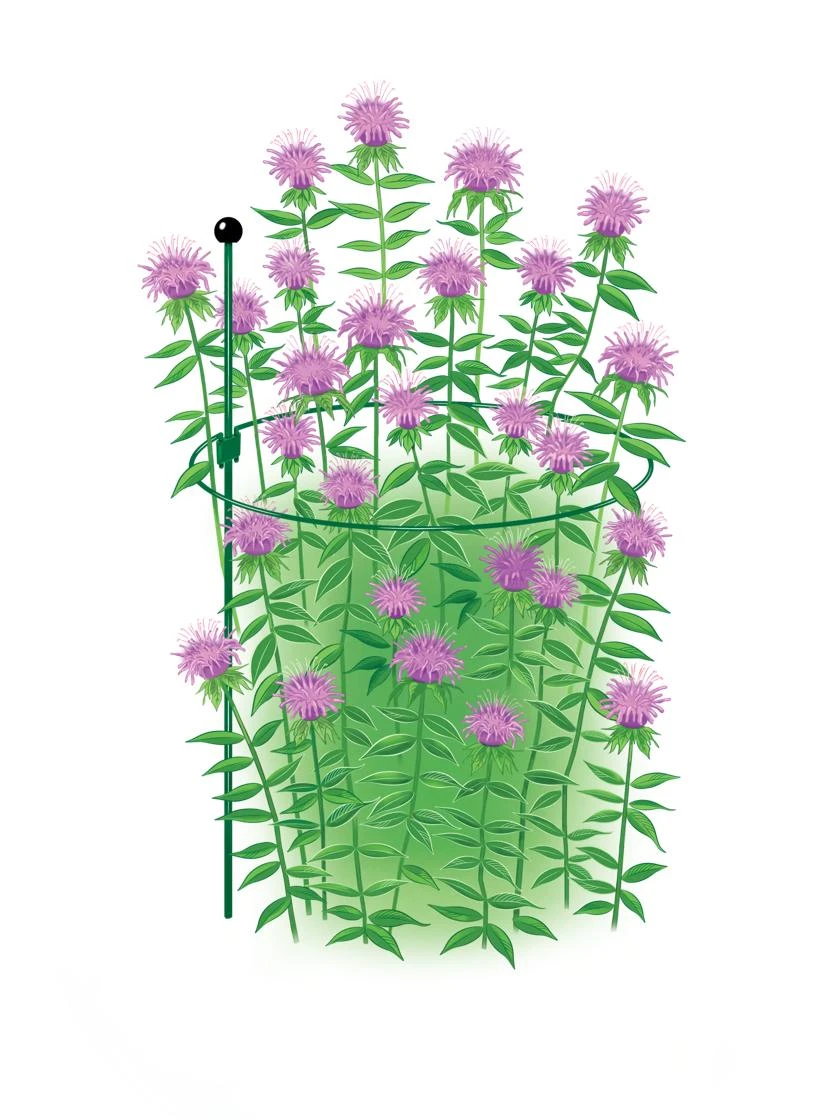 Peacock Classic Plant Support Rings 15", Set Of 2 2 Peacock Classic Plant Support Rings 15", Set Of 2 - Image 2