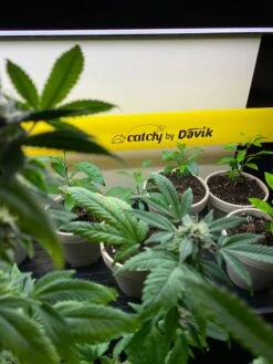 Catchy Natural Greenhouse Pest Protection Sticky Roll, 30’ -Yard Tool Store 8611979 8004