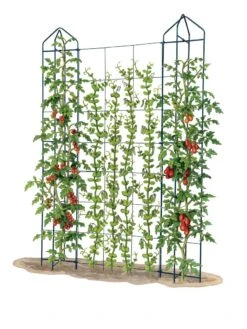 Zenith Trellis -Yard Tool Store 8612036 art tif