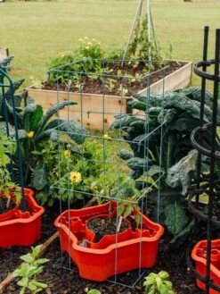 Deluxe Tomato Halos, Set Of 2 -Yard Tool Store 8612045 226 tif