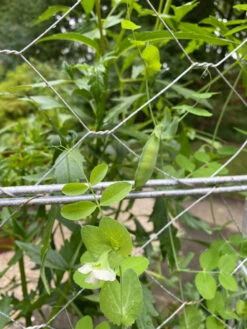 Chicken Wire Pea Trellis -Yard Tool Store 8612718 7307