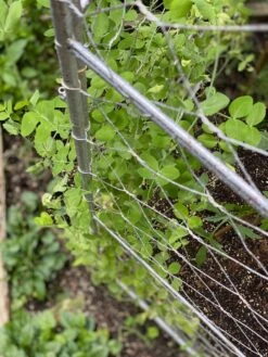 Chicken Wire Pea Trellis -Yard Tool Store 8612718 7312