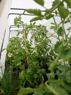 Cotton All Purpose Garden Cover -Yard Tool Store 8612815 0039 tif