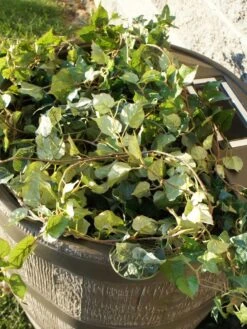 Round Rain Barrel With Planter, 35 Gallons 10 Round Rain Barrel With Planter, 35 Gallons -Yard Tool Store 8612856WALNT 03V tif