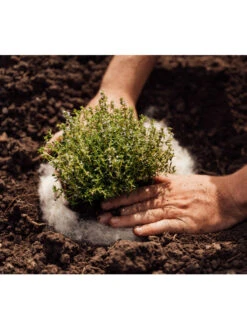 Hortiwool ®, 5 Pad Pack -Yard Tool Store 8613263 06v 1