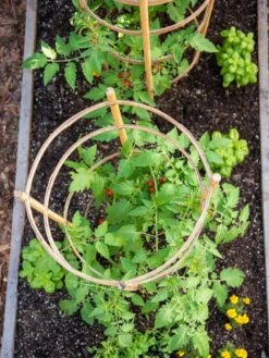 Bamboo Tomato Cages, Set Of 3 12 Bamboo Tomato Cages, Set Of 3 -Yard Tool Store 8613426 6921