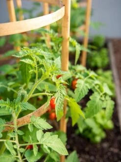 Bamboo Tomato Cages, Set Of 3 13 Bamboo Tomato Cages, Set Of 3 -Yard Tool Store 8613426 6934