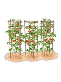 Bamboo Tomato Cages, Set Of 3 16 Bamboo Tomato Cages, Set Of 3 -Yard Tool Store 8613426 art