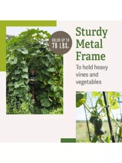 Titan Squash Tunnel 11 Titan Squash Tunnel -Yard Tool Store B07932DMCR plantsupport benefits 2