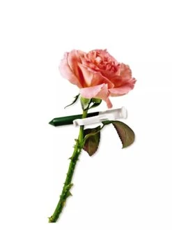 Garlic Clips, Set Of 25